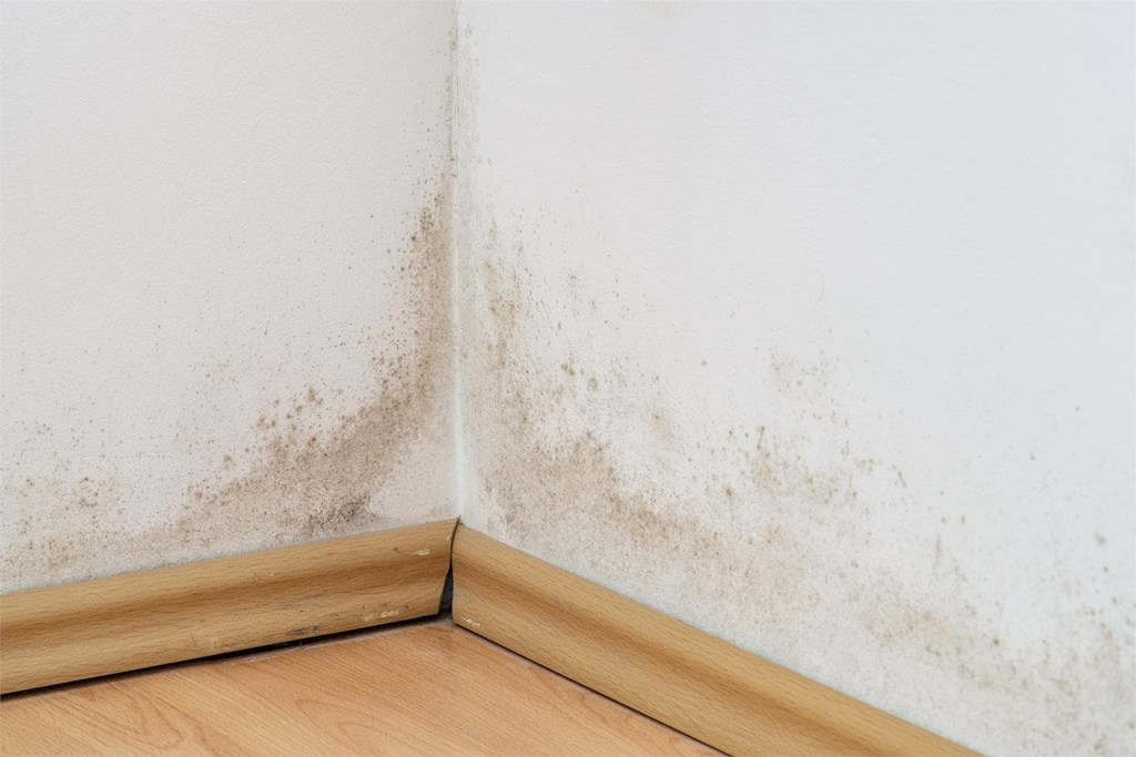 ¿Humedad en la pared? Por qué podría ser una fuga y cómo actuar rápidamente